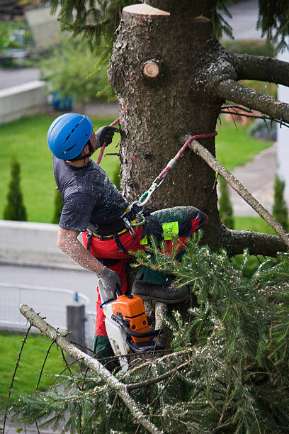 Morristown, IN Tree Removal Company