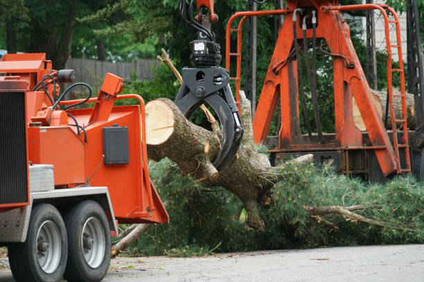 Best Palm Tree Trimming  in Morristown, IN