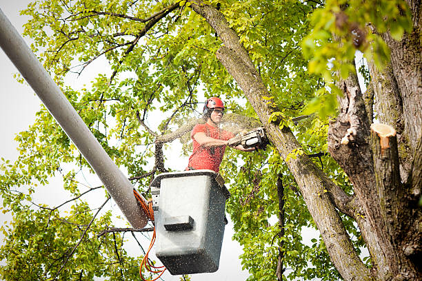 Best Arborist Consultation Services  in Morristown, IN