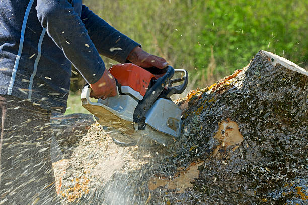 Best Emergency Tree Removal  in Morristown, IN