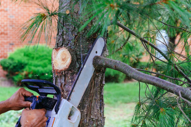 How Our Tree Care Process Works  in  Morristown, IN